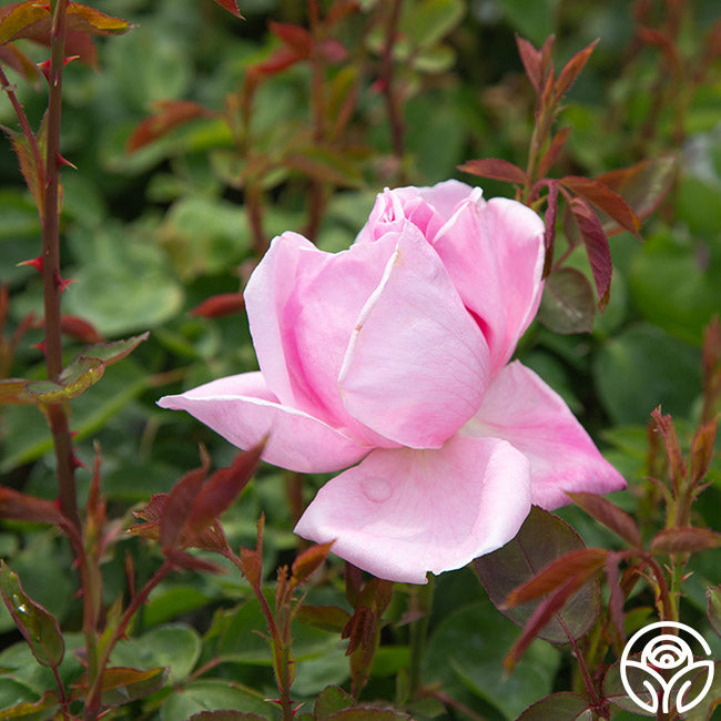 Mme Caroline Testout Hybrid Tea Rose | Fragrant Rose Bush – Heirloom
