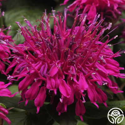 Monarda (Bee Balm)