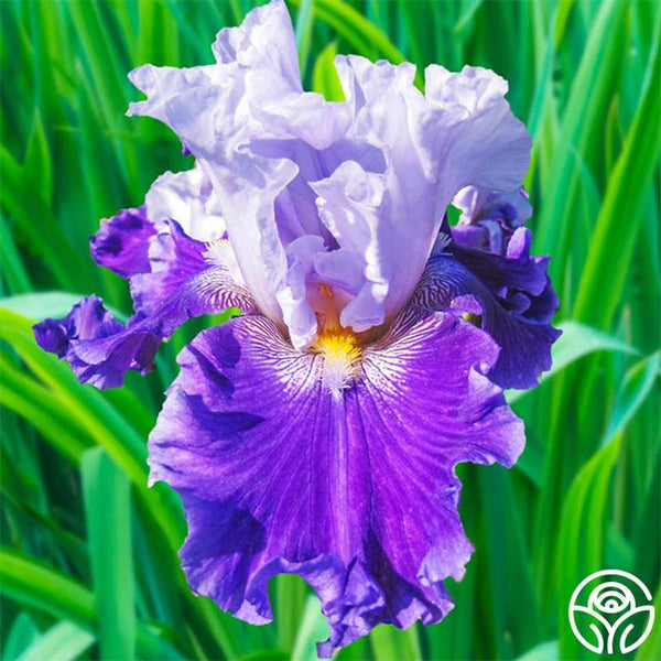 lavender iris flower Purple Reign