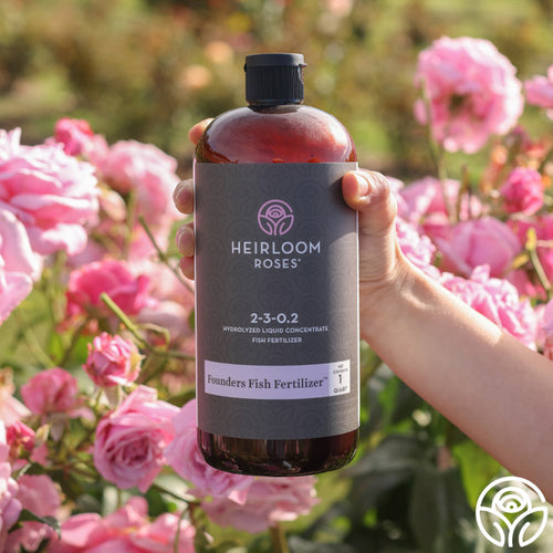 Heirloom Roses Founders Fish Fertilizer 2-3-0.2 bottle being held among pink blooming roses