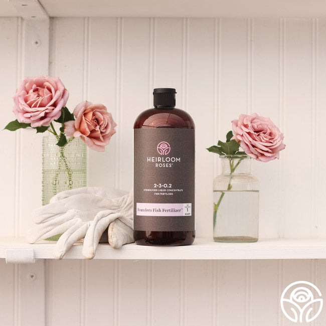 Bottle of Heirloom Roses Founders Fish Fertilizer displayed on a white shelf with two pink roses in vases and gardening gloves