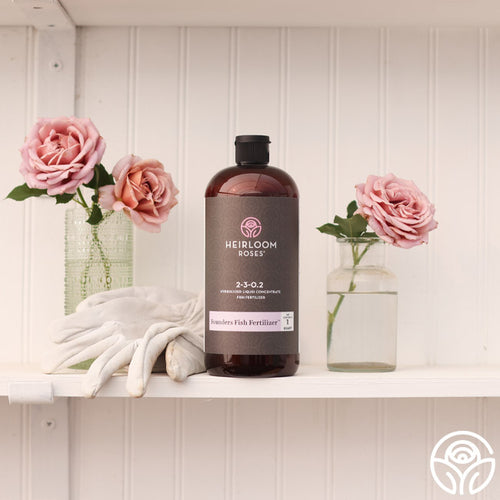 Bottle of Heirloom Roses Founders Fish Fertilizer displayed on a white shelf with two pink roses in vases and gardening gloves