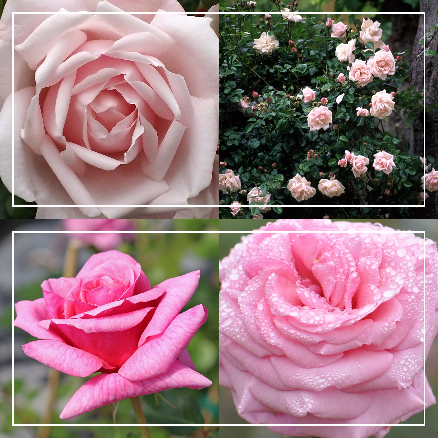 Fragrant Pink Climber Collection II – Heirloom Roses