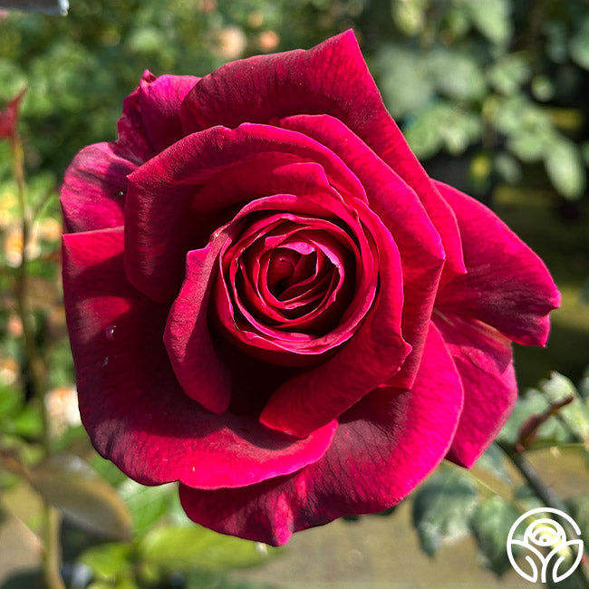 rose klapprad Papa Meilland Hybrid Tea Rose