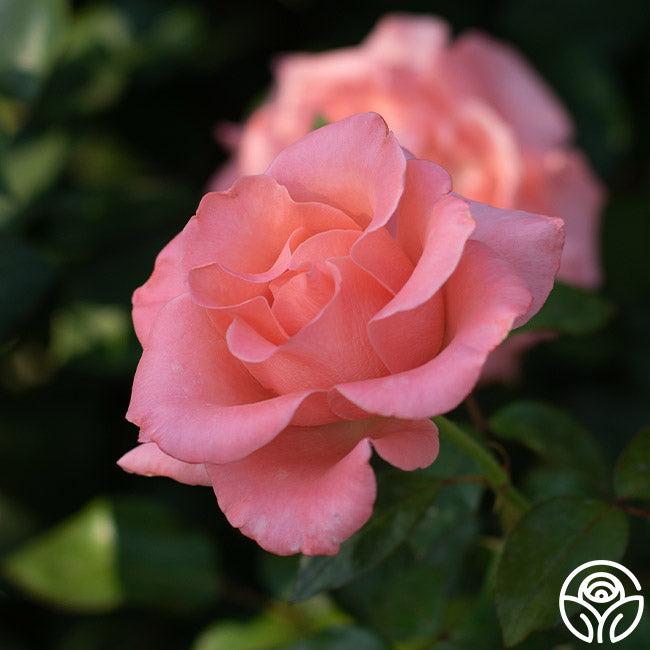Paris de Yves St. Laurent Hybrid Tea Rose | Pink Rose Plant – Heirloom