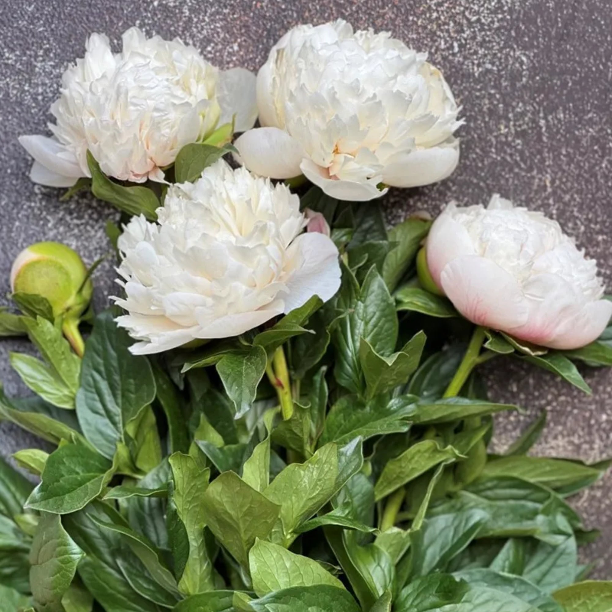peony様　リピオーダーカゴ Colonel Owen Cousins | Peony Plant – Heirloom