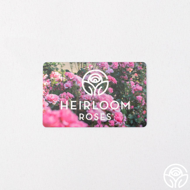 Heirloom Roses Gift Card (Tangible)