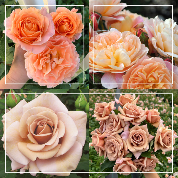 polka-impressionist-