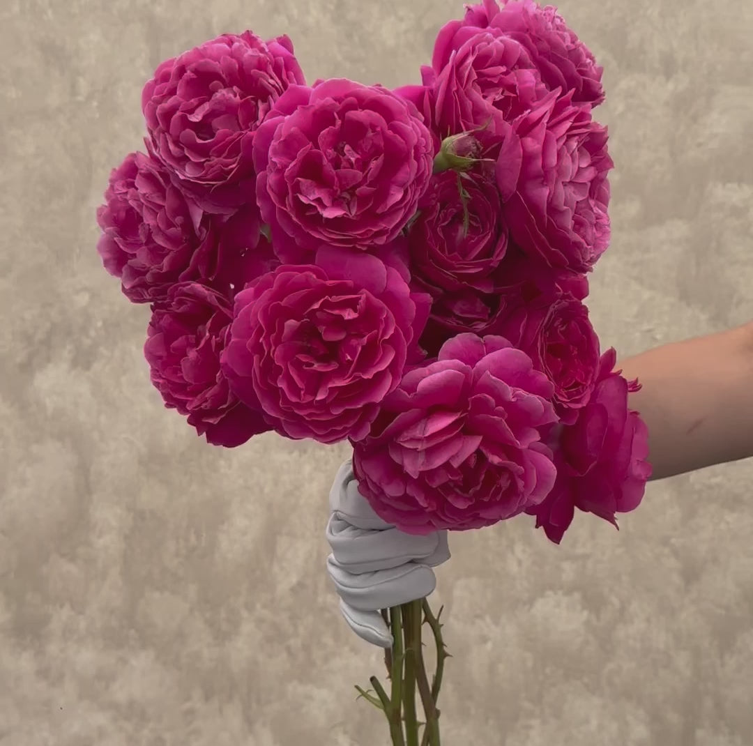 Grande Dame Hybrid Tea Rose | Fragrant Rose Bush – Heirloom