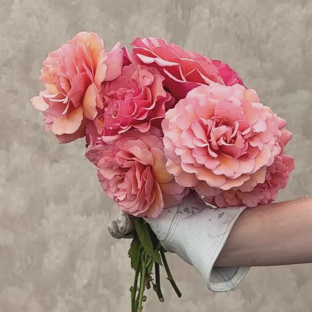 Scottish Highlands™