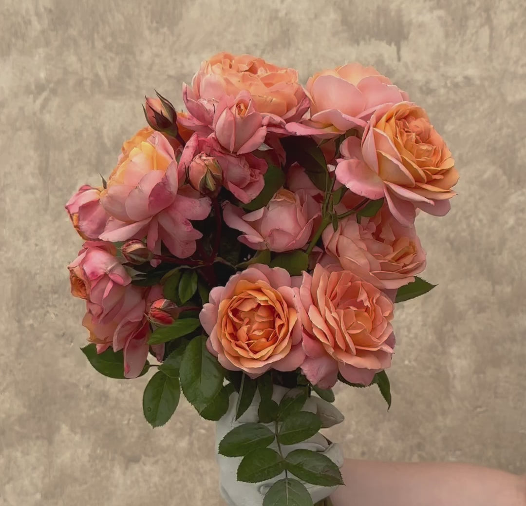 Lady Of The Mist English Legend Rose | Fragrant Rose Bush – Heirloom