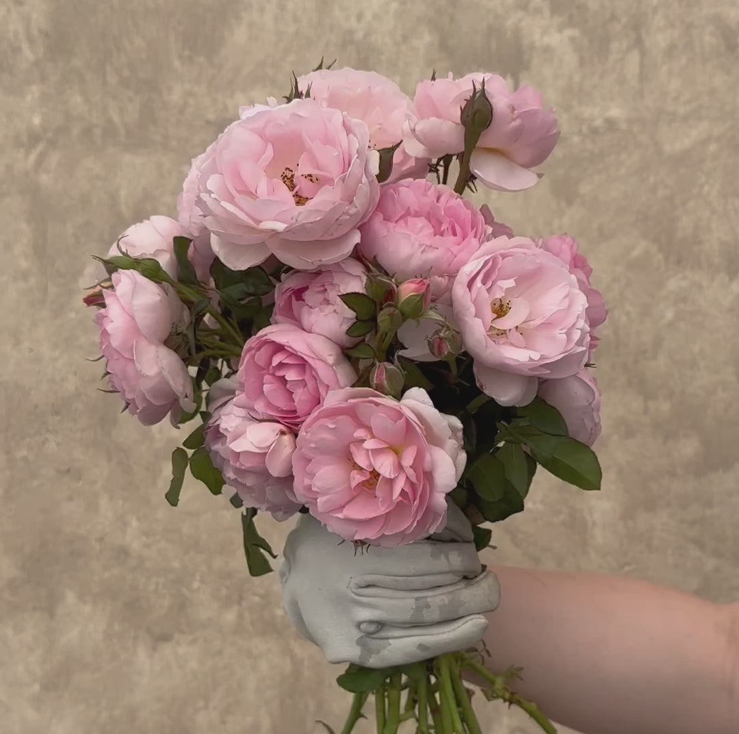 Heirloom Roses Scepter'd Isle Rose - Thumbnail 4