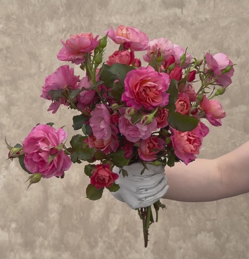 Distant Thunder Shrub Rose | Fragrant Rose Bush – Heirloom