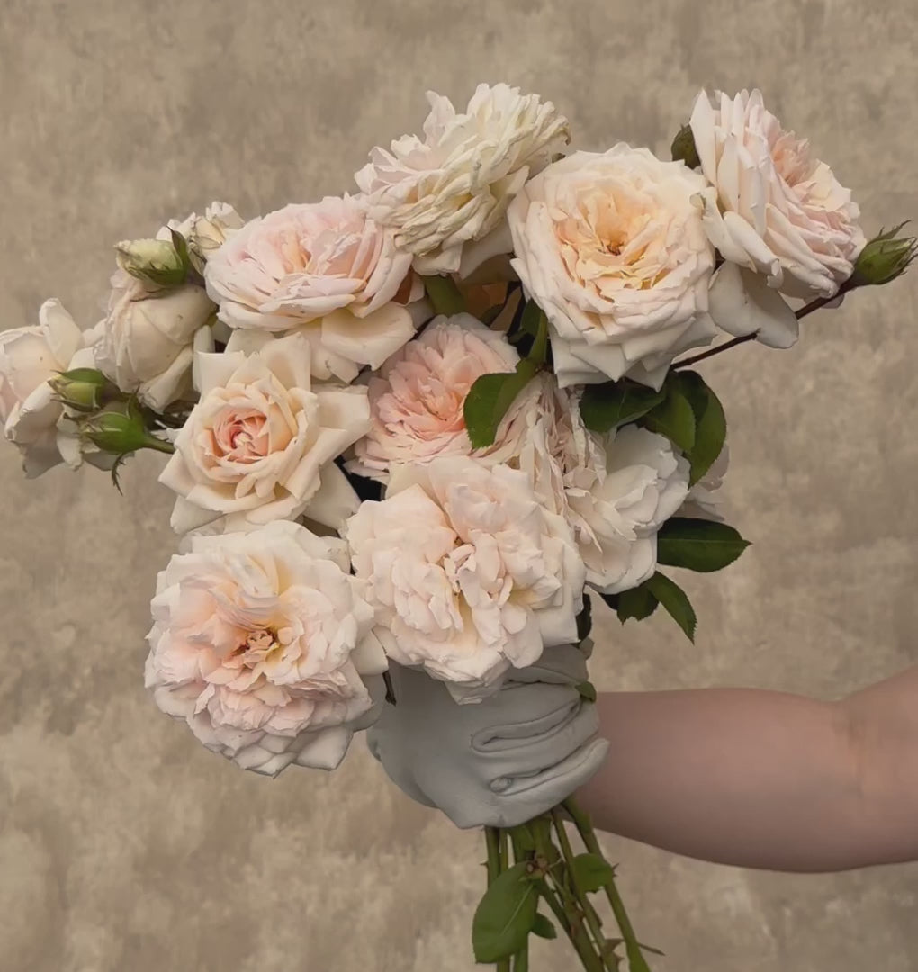 Prairie Star Hardy Rose | White Rose Bush – Heirloom