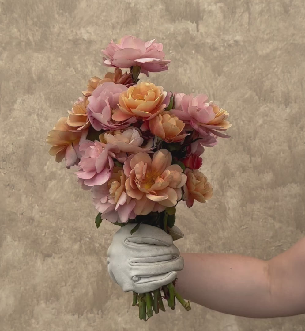 Distant Drums Hardy Rose | Colorful Rose Plant – Heirloom