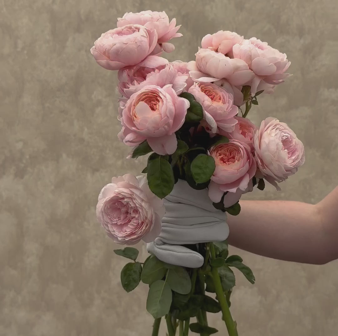 Queen Of Sweden David Austin Rose | Heirloom Roses