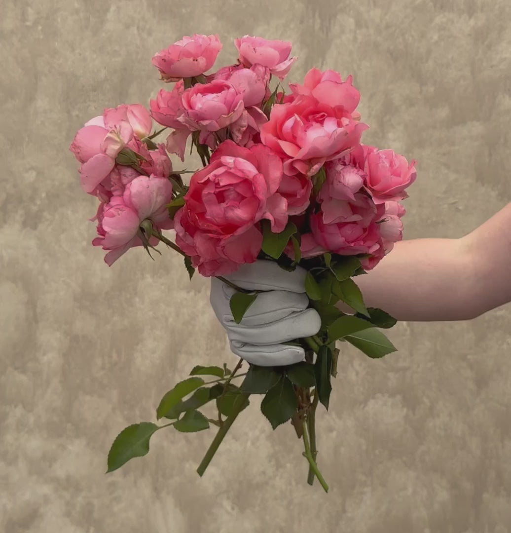 Passionate Kisses Floribunda Rose | Pink Rose Plant – Heirloom