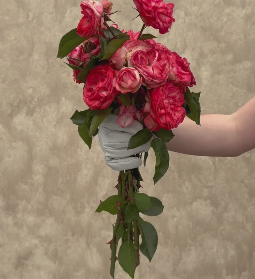 Antique Climbing Rose | Pink Rose Plant – Heirloom