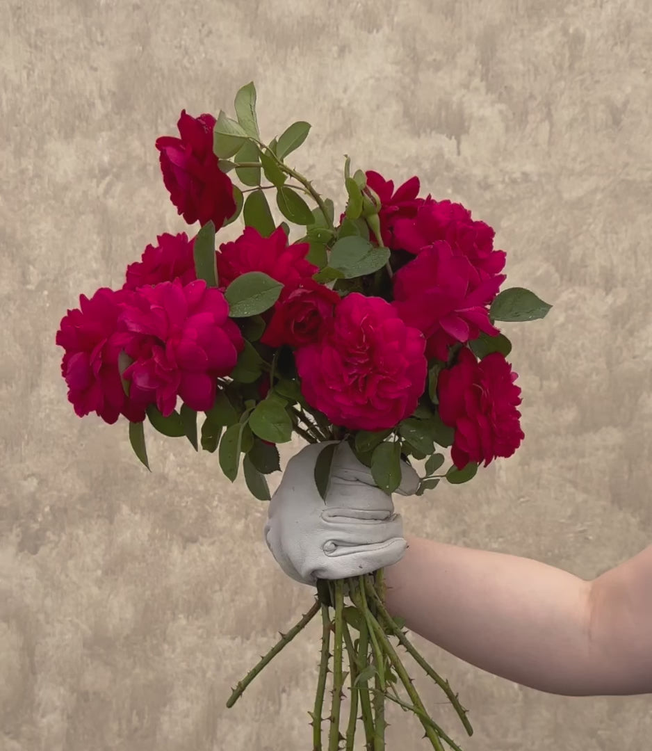 Tess of the d'Urbervilles | David Austin Climbing Rose – Heirloom