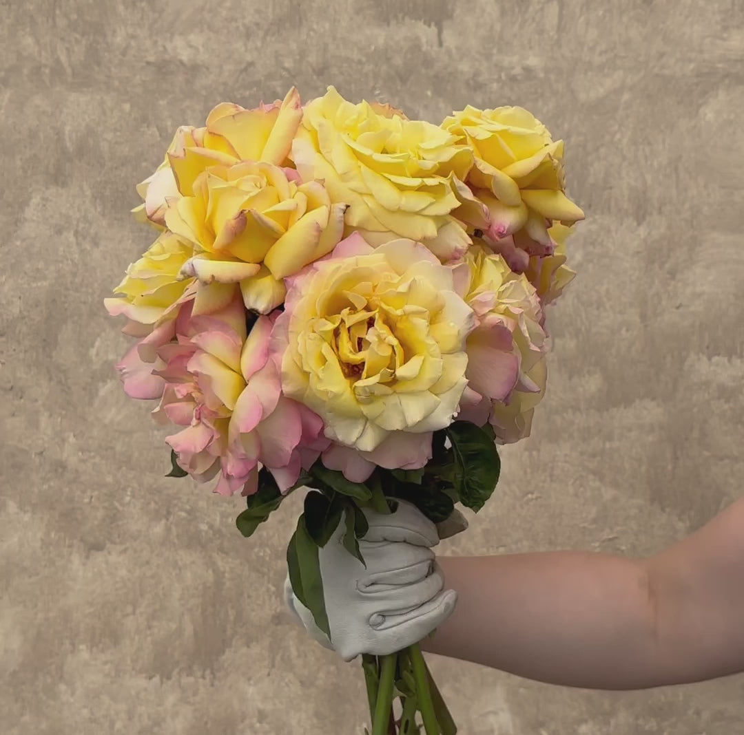 Heirloom Roses Seafoam Rose