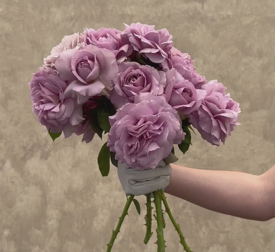 Love Song Floribunda Rose | Purple Rose Bush – Heirloom