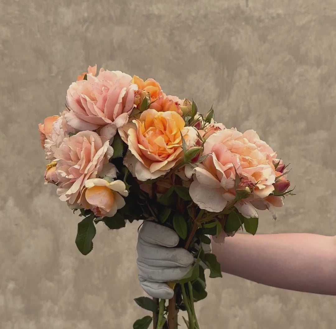 Sunbelt Soul Sister Floribunda Rose | Colorful Rose Bush – Heirloom