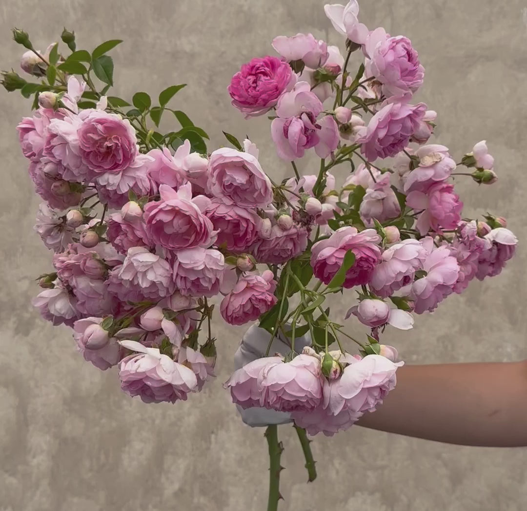 All Rose Plants | 900+ Rose Bush Varieties For Sale – Page 6