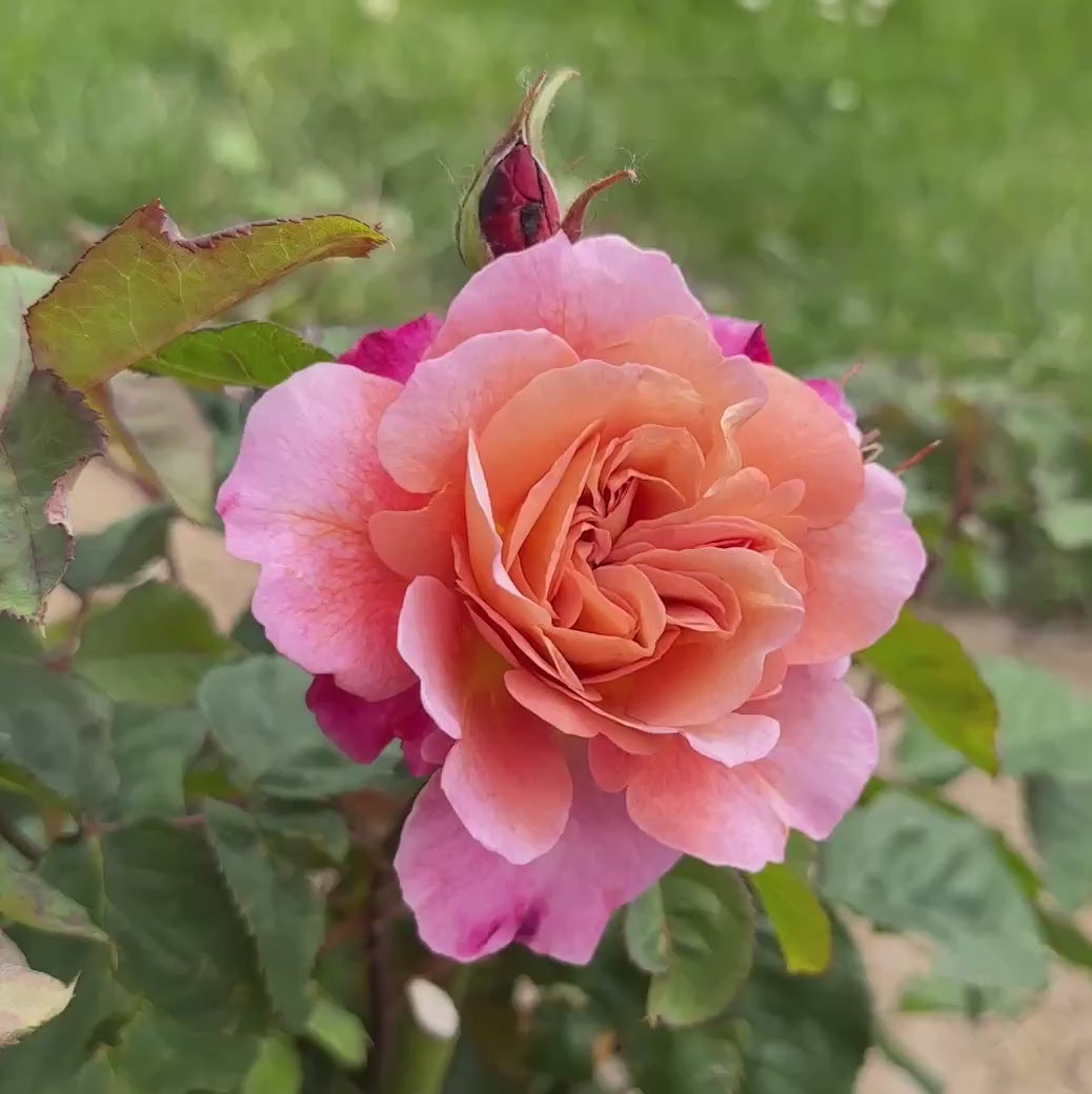Distant Drums Hardy Rose | Colorful Rose Plant – Heirloom
