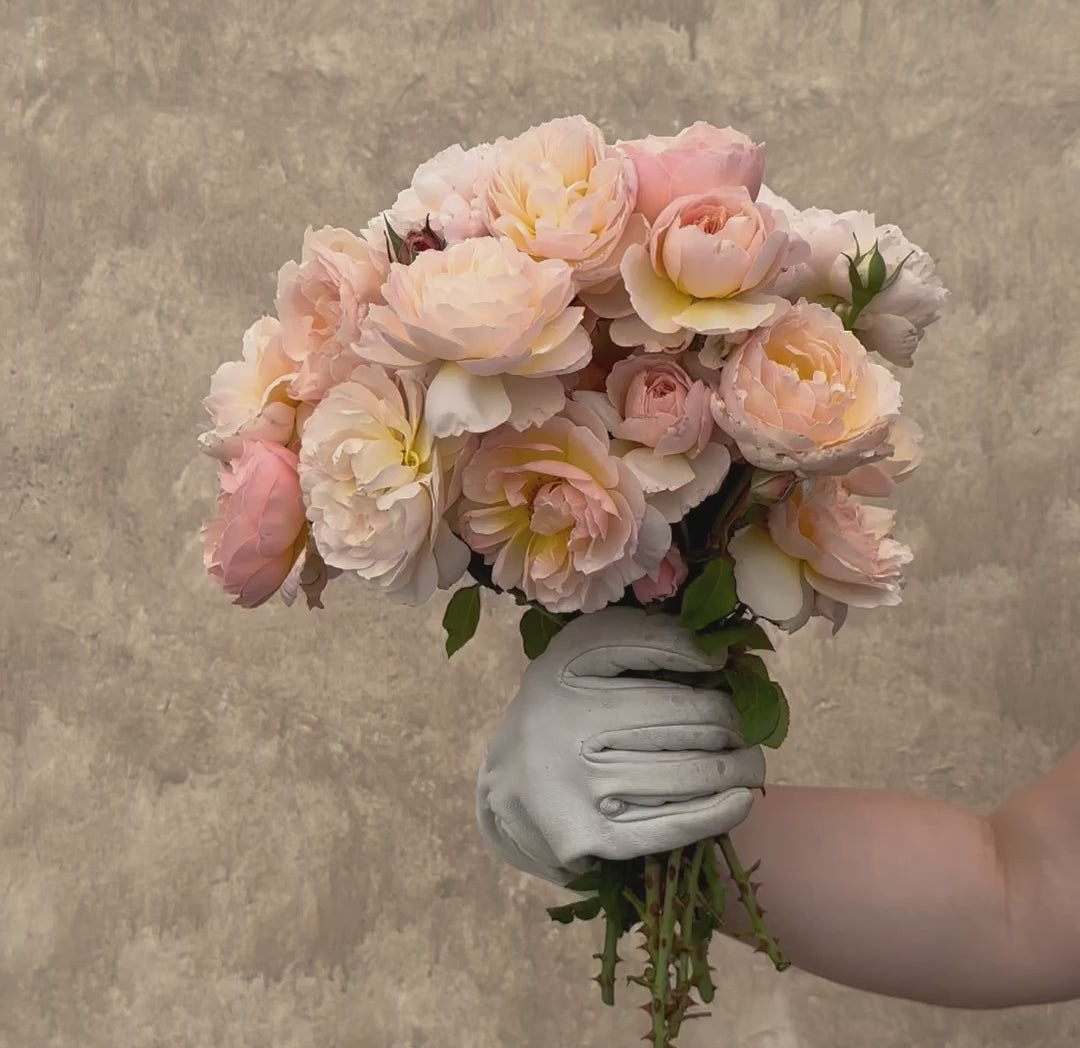 Moonlight in Paris®