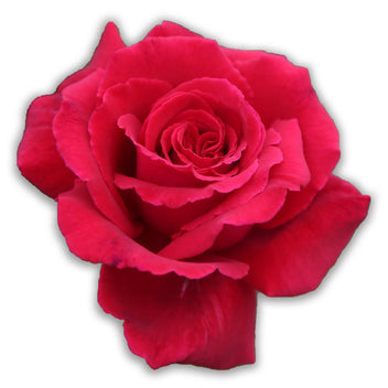 Cabbage Rose Centifolias Rose |Fragrant Rose Plant – Heirloom Roses