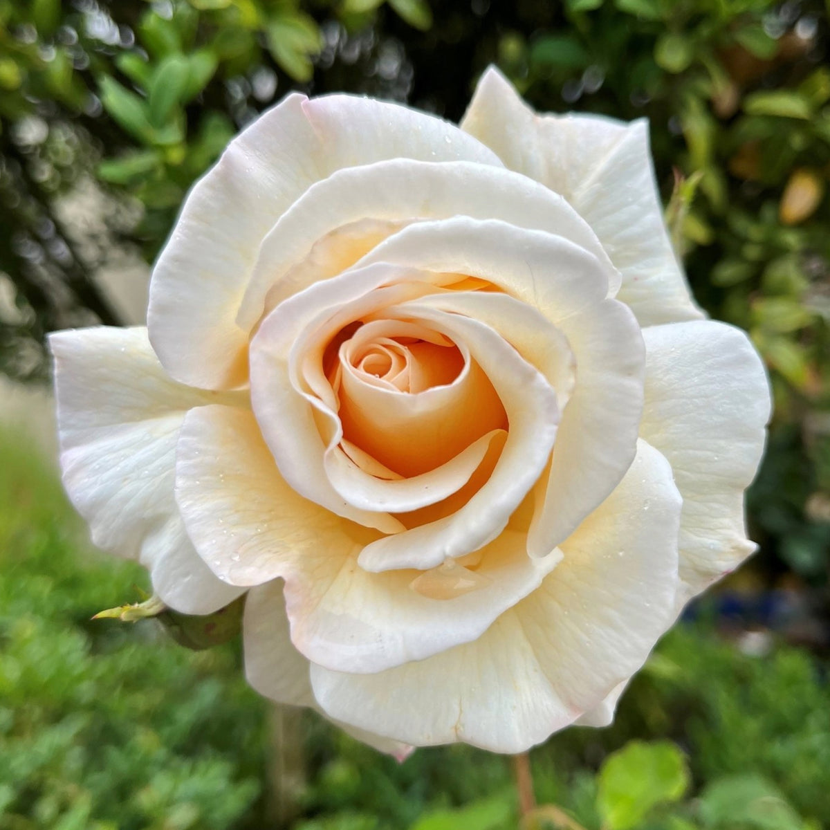 Rose of Rosalie™