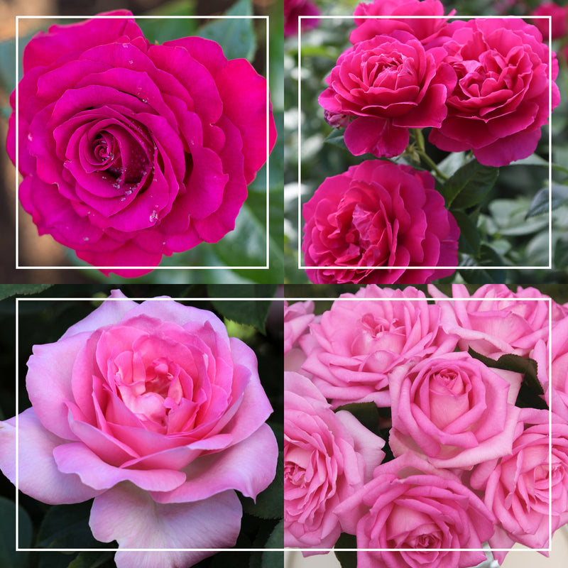 Pink Roses Vincent Pink Bouquet Collection – Heirloom Roses