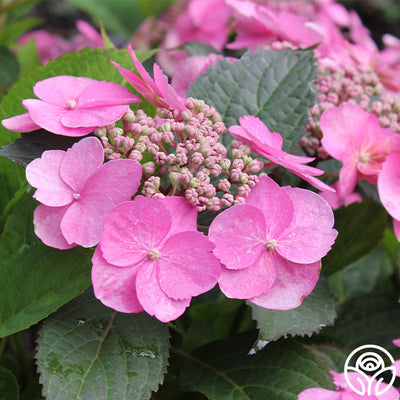 Hydrangea