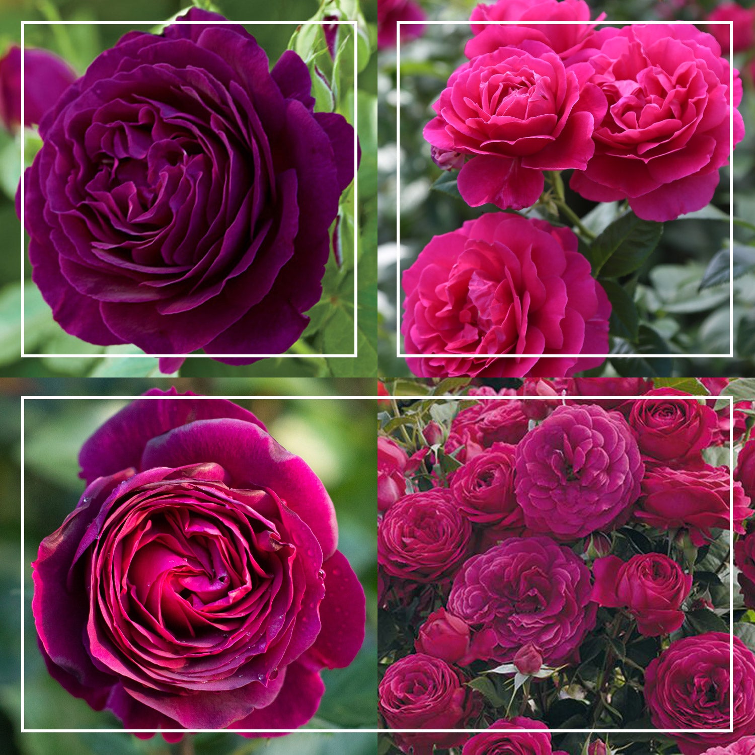 Romantic Bouquet Collection – Heirloom Roses