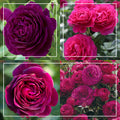 Romantic Bouquet Collection