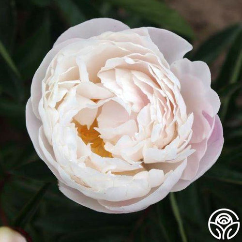 Gardenia