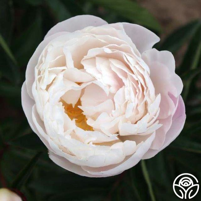 Gardenia