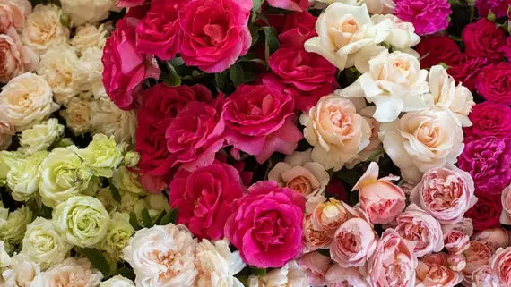 Roses, Rose Bushes, Rose Gardening, Rose Plants | Heirloom Roses