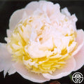 Duchesse De Nemours