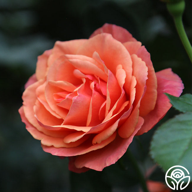 Anna's Promise Grandiflora Rose | Colorful Rose Plant