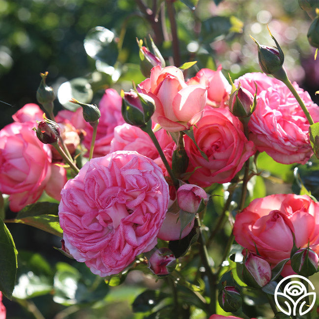 Anatique Roses Antique Rose - Climbing Roses - Moderately Fragrant – Heirloom Roses