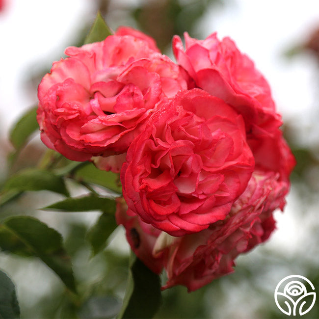 Antique Rose - Climbing Roses - Moderately Fragrant – Heirloom Roses