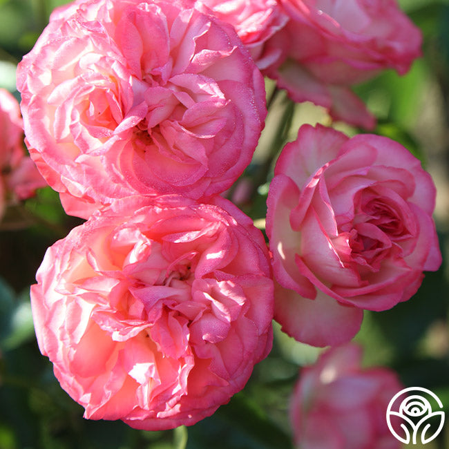 Anatique Roses Antique Rose - Climbing Roses - Moderately Fragrant – Heirloom Roses