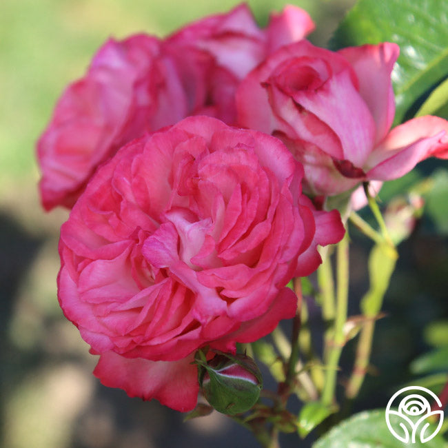 Anatique Roses Antique Rose - Climbing Roses - Moderately Fragrant – Heirloom Roses