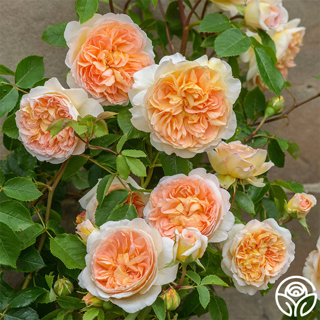 Heirloom Roses Bathsheba English Climbing Rose - Thumbnail 2