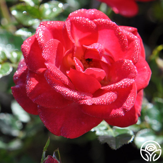 Be My Baby โ Heirloom Roses