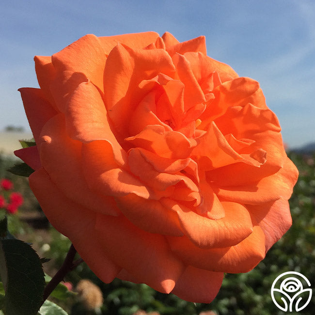 Bright Fire Rose - Climbing Roses - Lightly Fragrant – Heirloom Roses