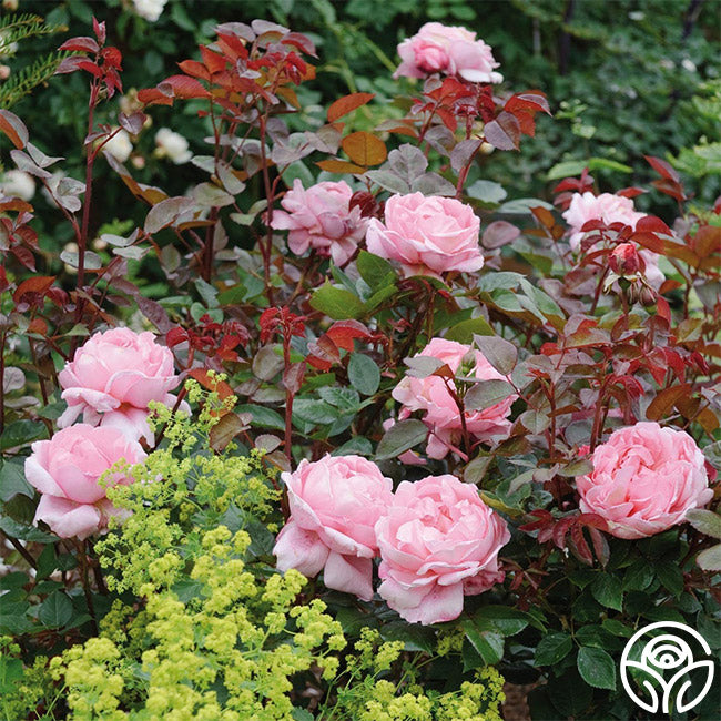 Brother Cadfael® – Heirloom