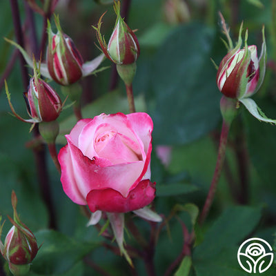 Candy Cane Cocktail Rose - Floribunda – Heirloom Roses