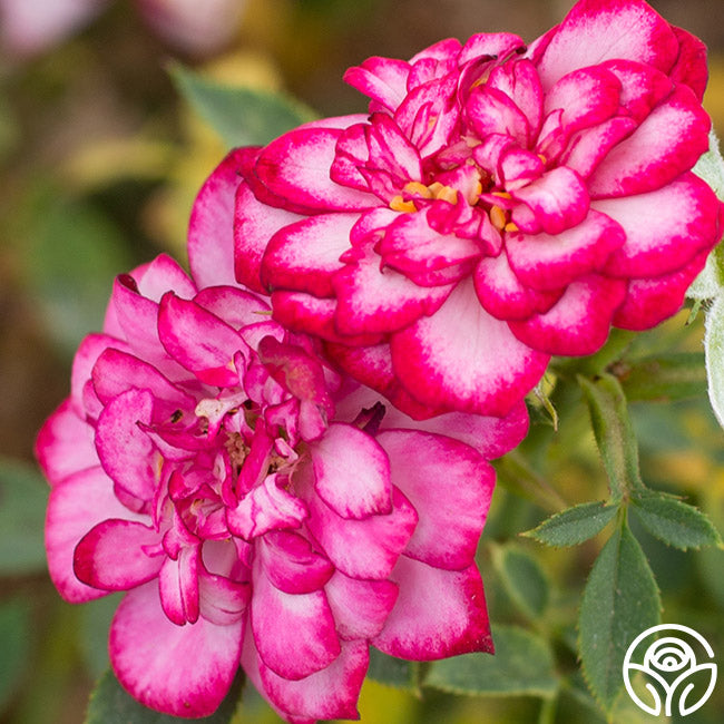 Circus Clown – Heirloom Roses